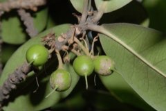 Palaquium gutta Gutta-Percha Palaquium gutta Gutta-Percha